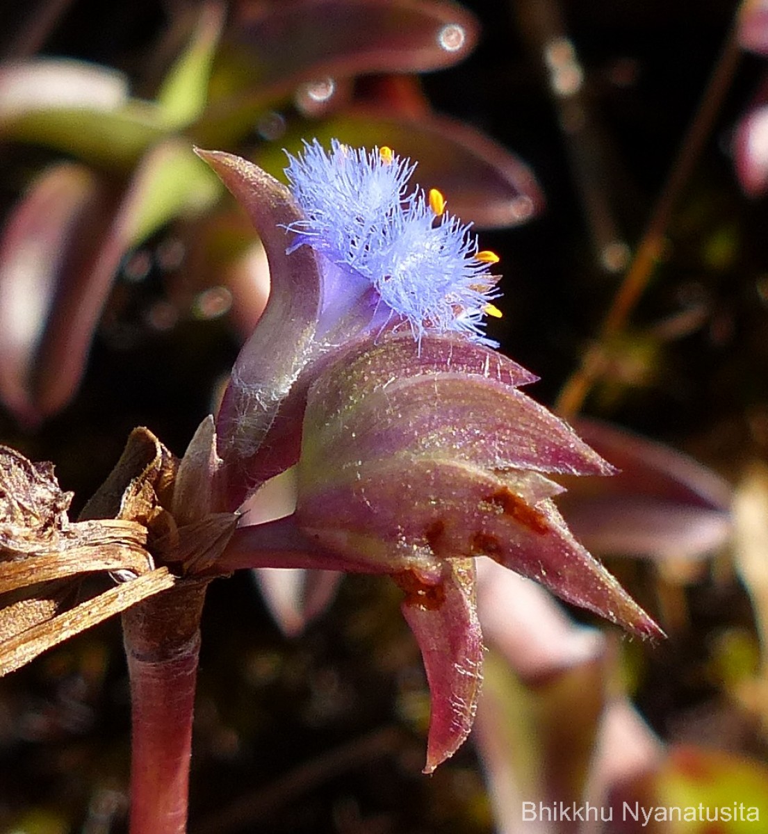 Cyanotis obtusa (Trimen) Trimen
